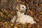 GOLDEN RETRIEVER 854